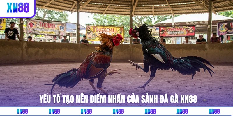 Sự lôi cuốn và thú vị khi xem đá gà